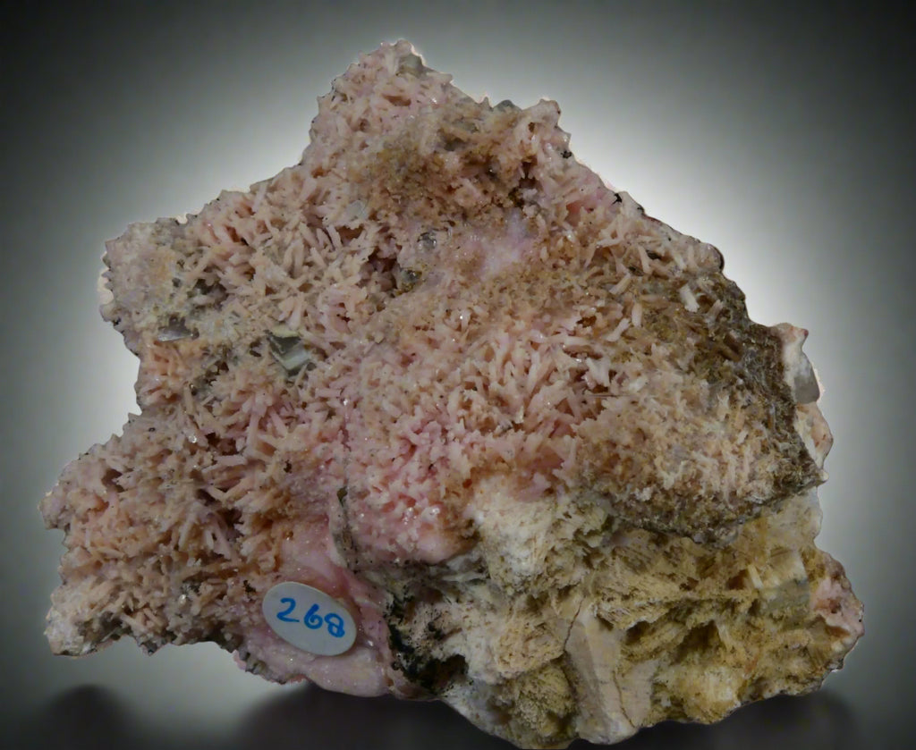 SHIGAITE AND RHODOCHROSITE COMBO (small cabinet)