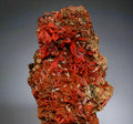 CROCOITE, Mine d'Adélaïde, Dundas, District de Zeehan, TASMANIE, AUSTRALIE (armoire)