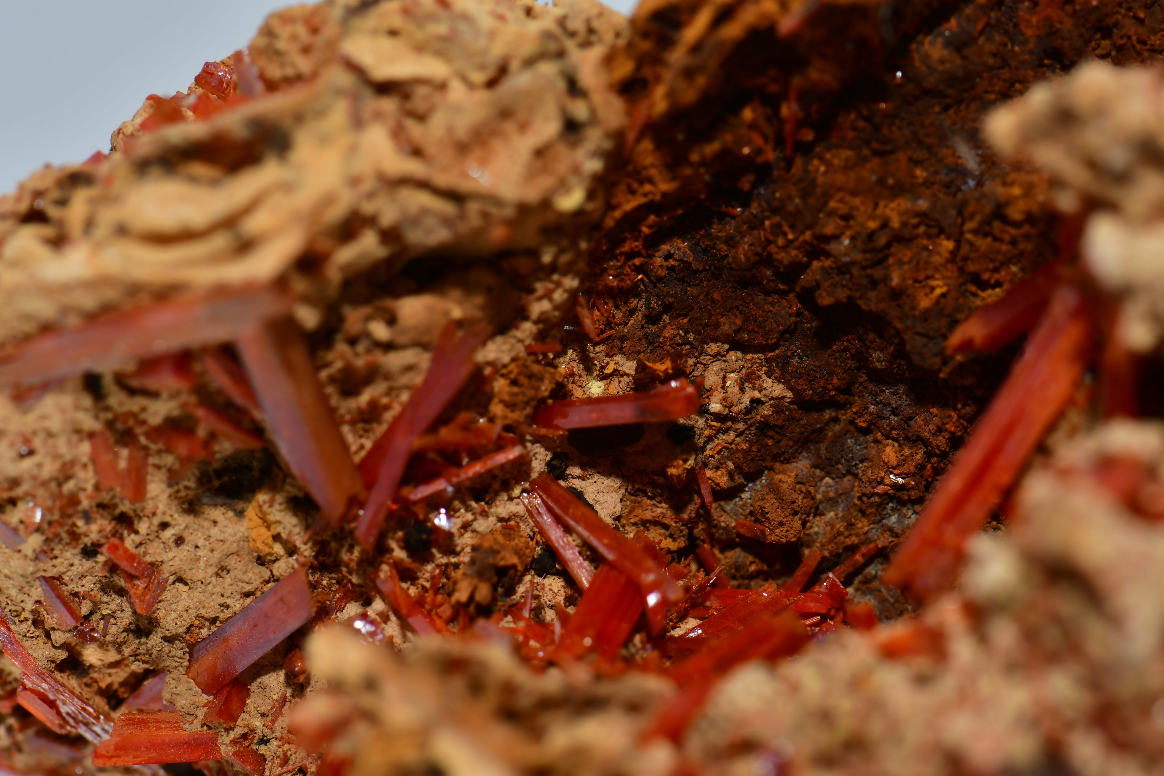 CROCOITE, Mine d'Adélaïde, Dundas, district de Zeehan, TASMANIE, AUSTRALIE (petite armoire)