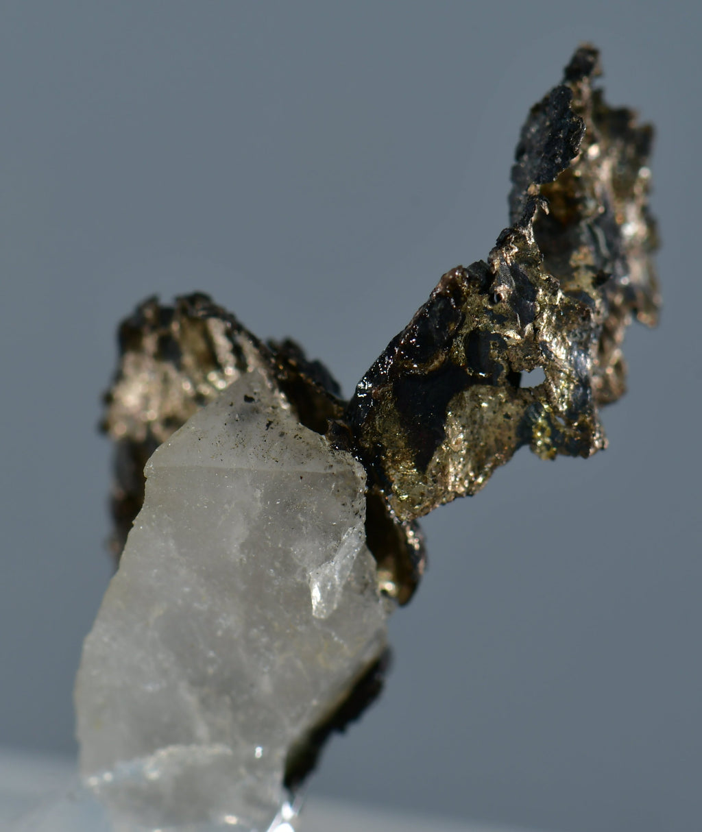 SILVER with PLATINUM (thumbnail)